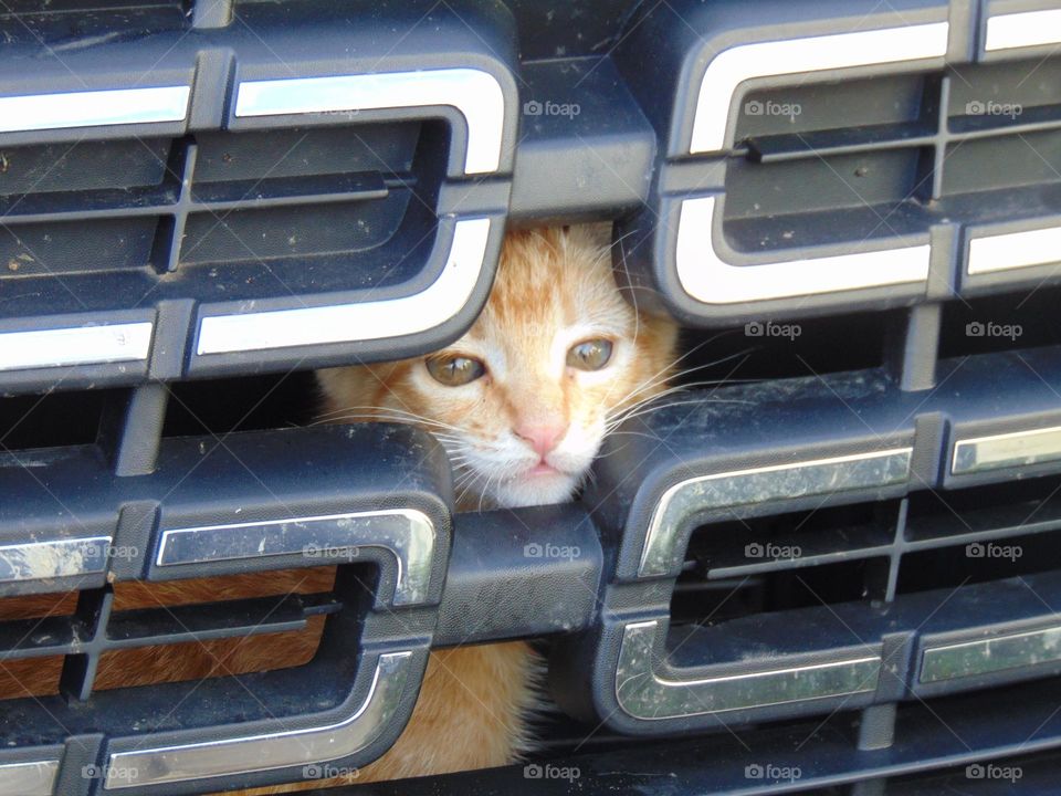 Put a mini tiger in your motor !