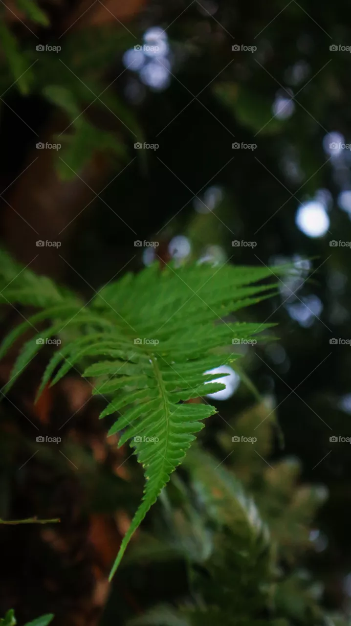 portrait of a plant