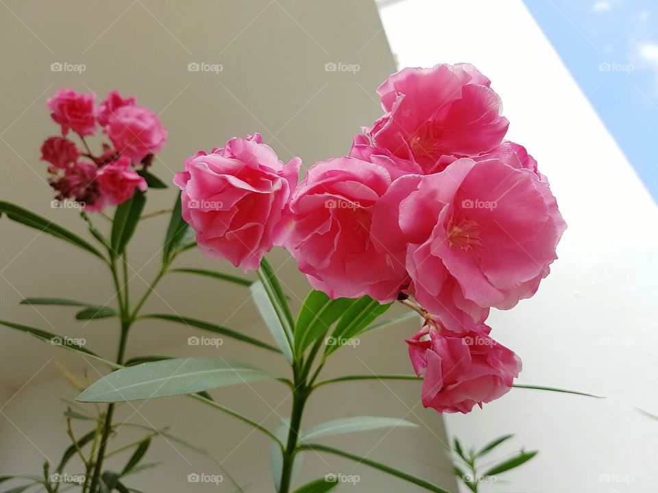 beautiful bright Canary islands pink flowers