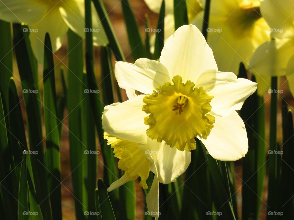 daffodil in sunlight