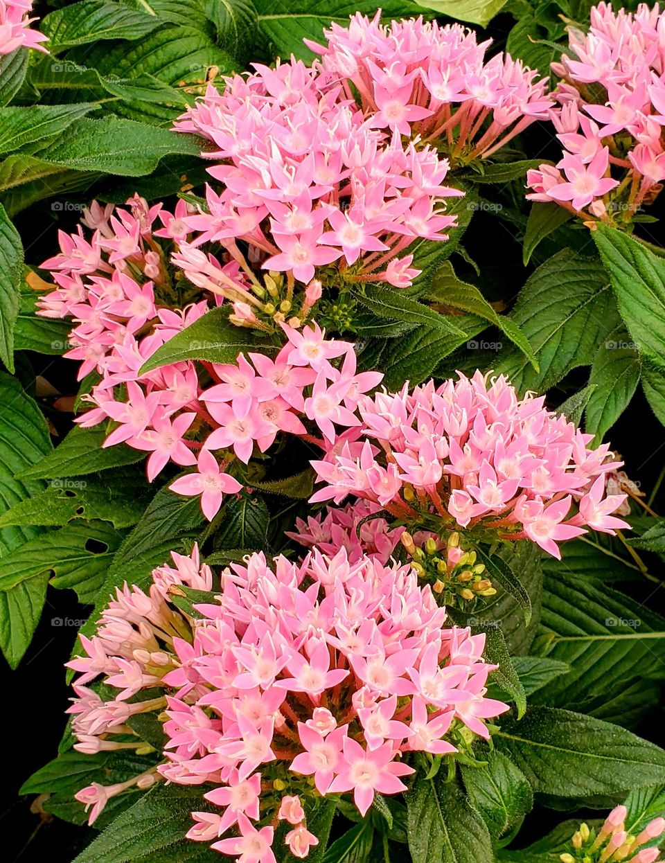 Pink Flowers in the Garden