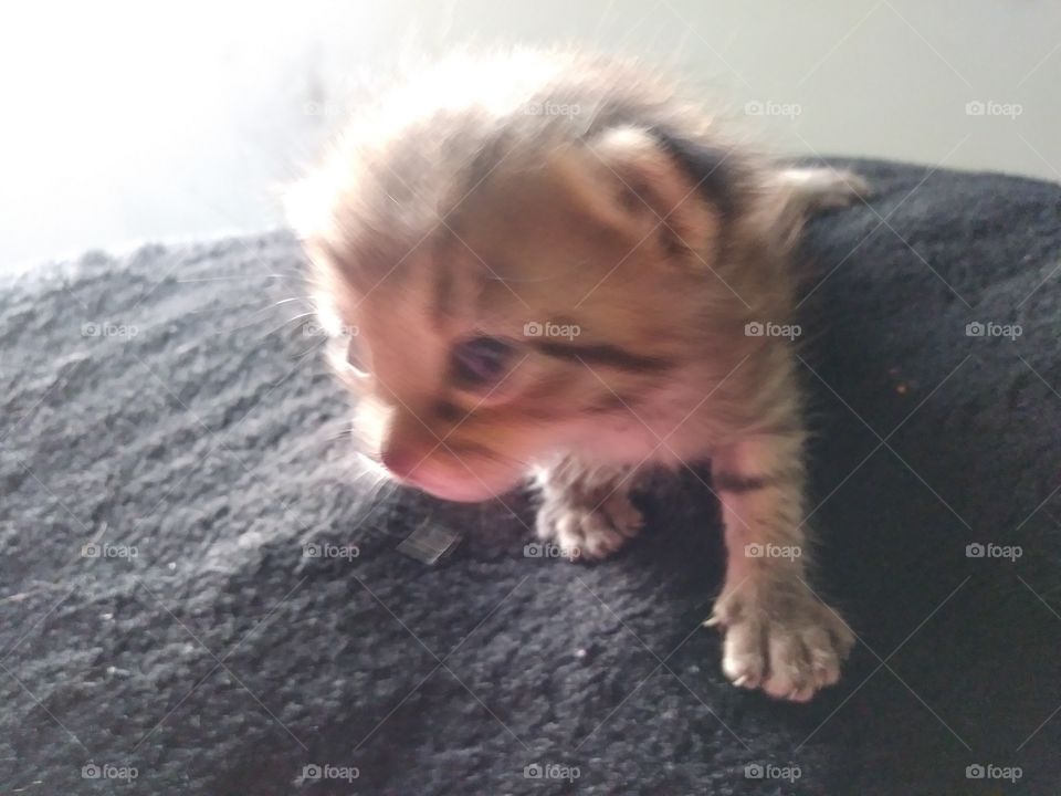 kitten
