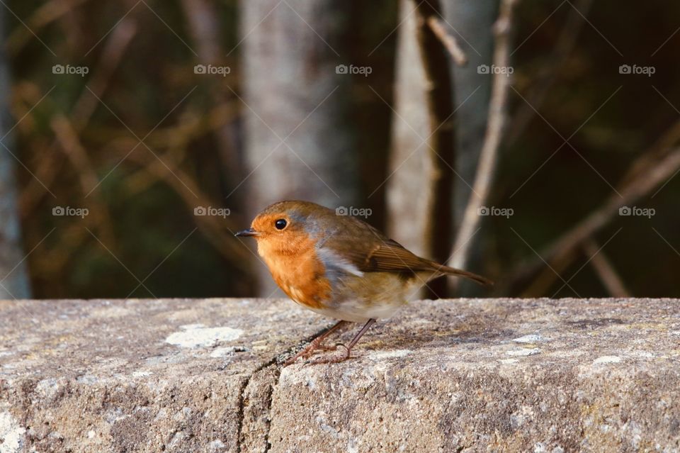 Robin