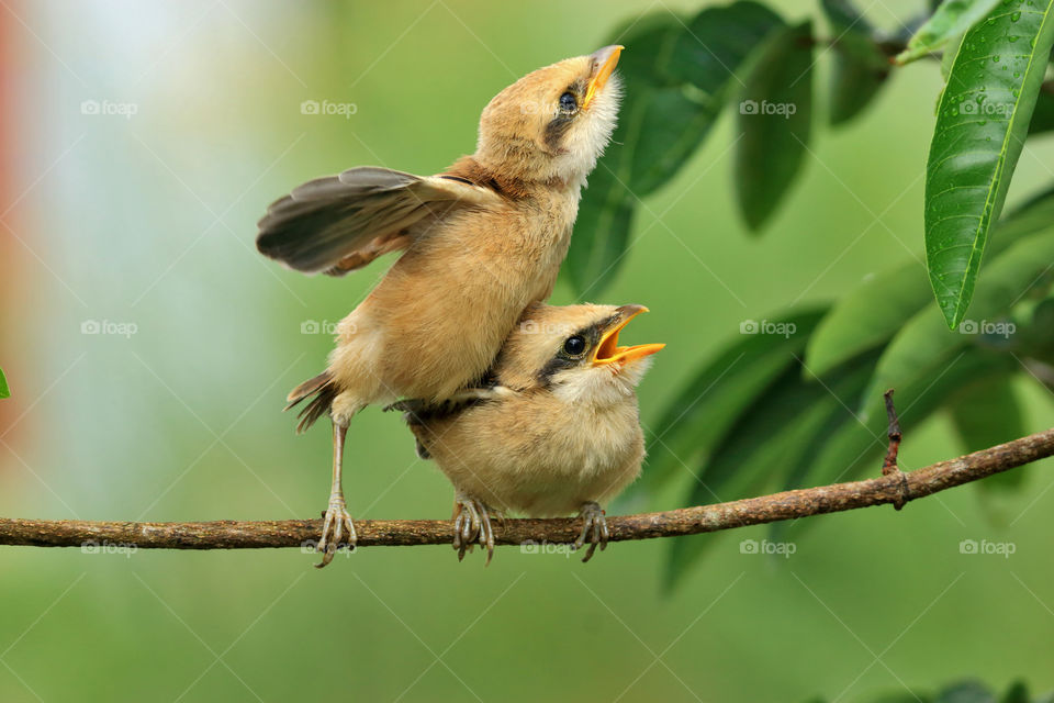 Two cute little birds.