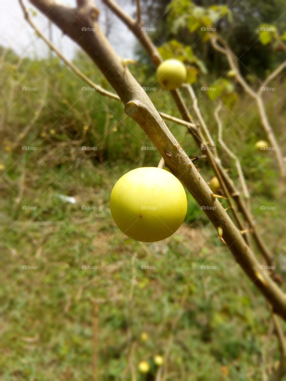 yellow fruit (lucky)