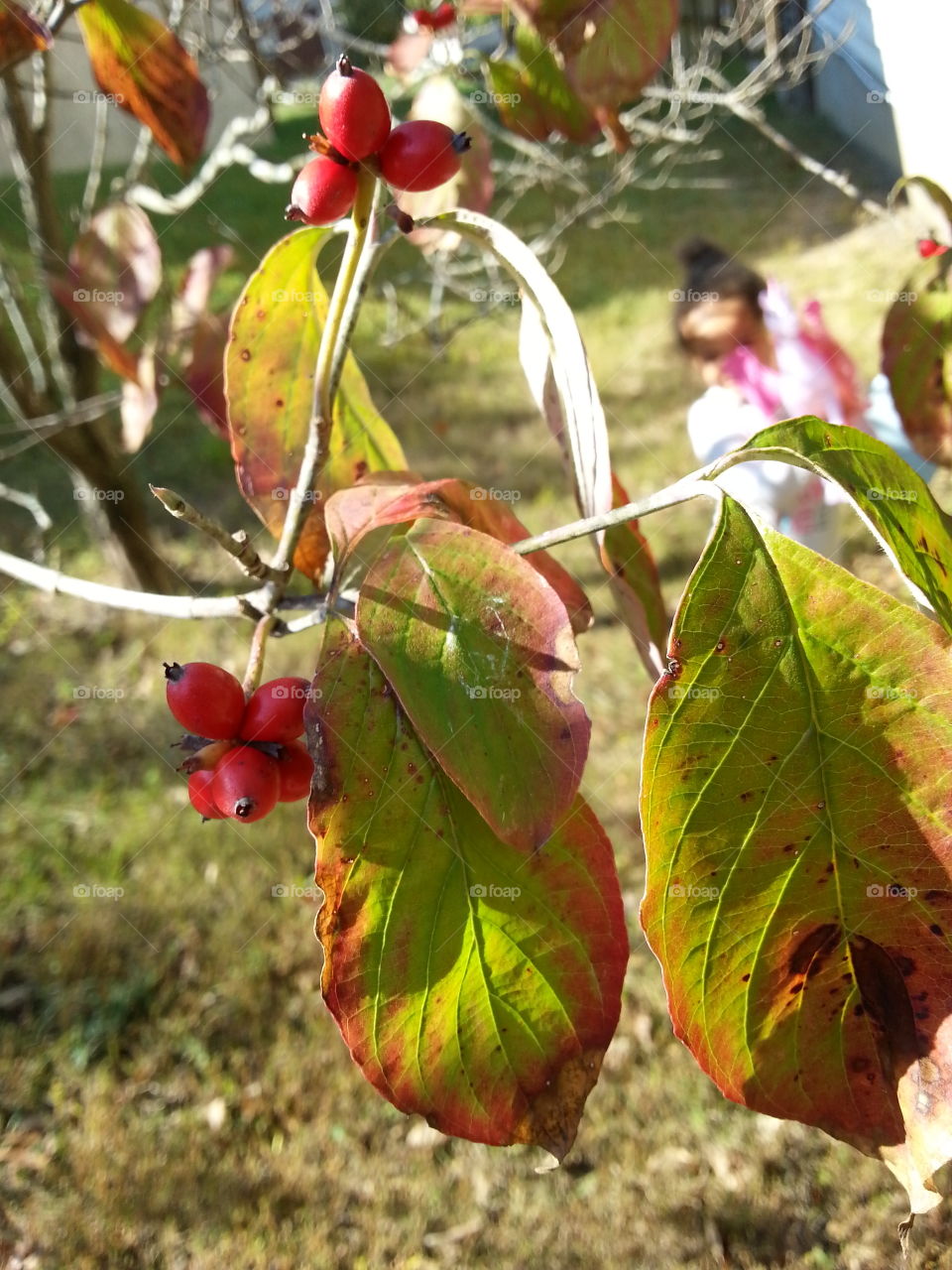 Berries