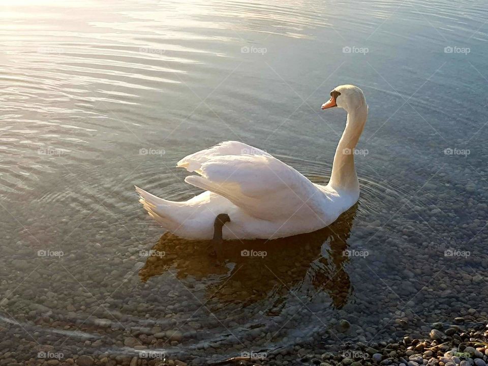 swan on lake