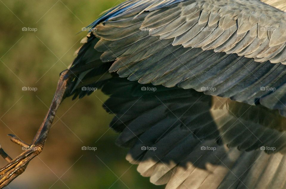 Close up of a beautiful Great Blue Heron in Flight