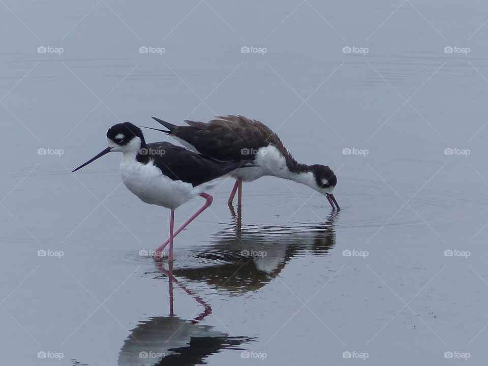 Black -necked stilt pair end to end 