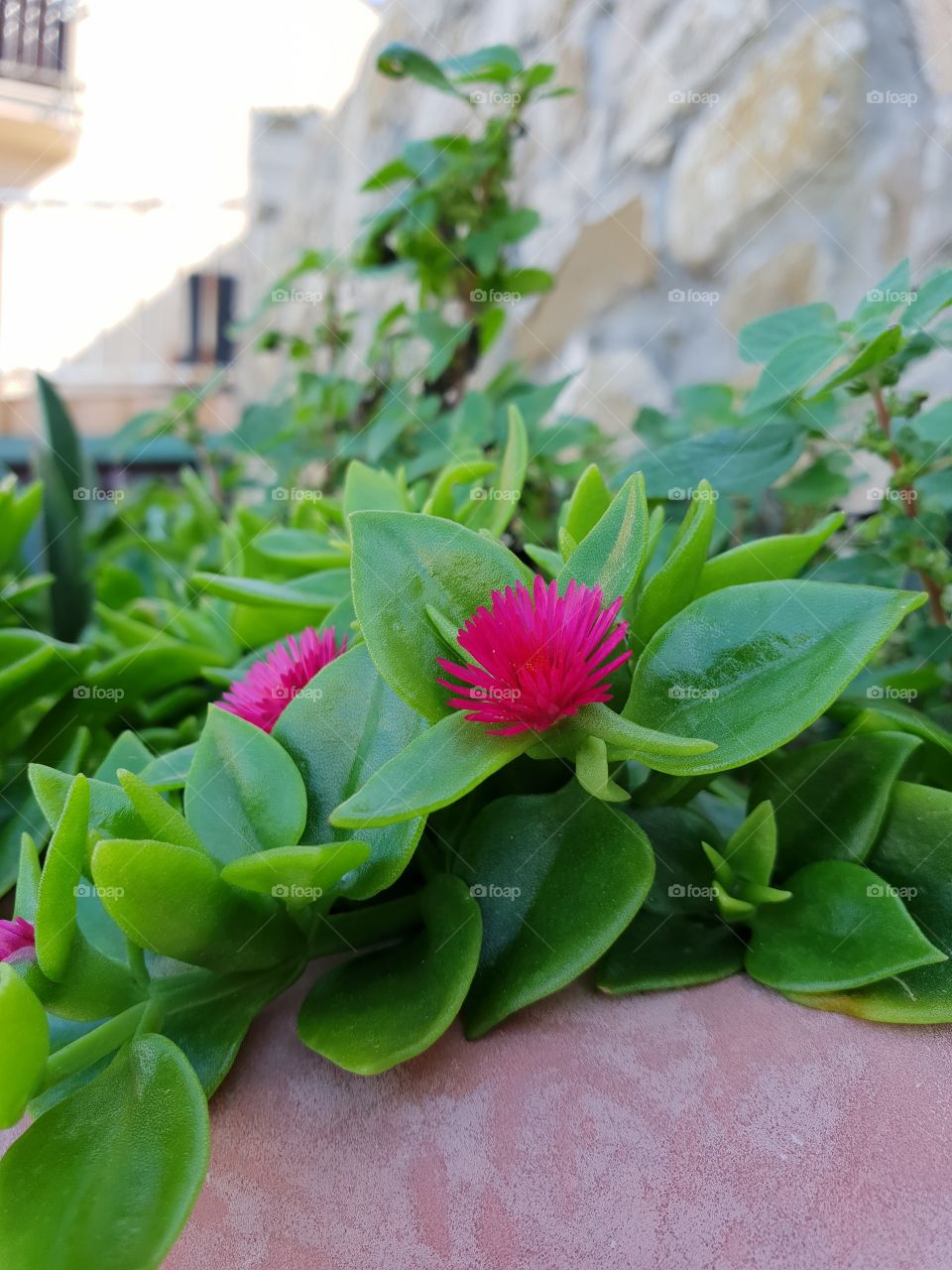 flower with buitifal background