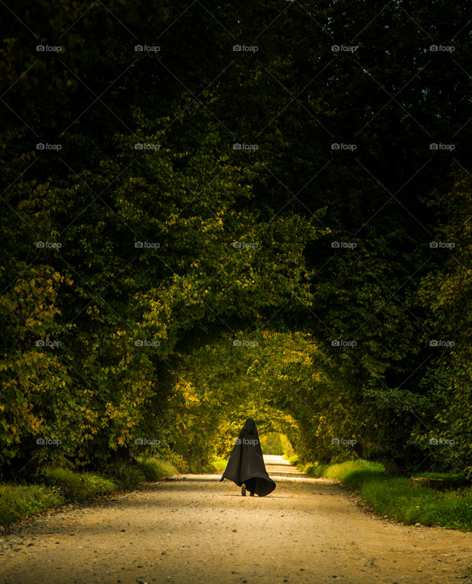 Tree, No Person, Road, Landscape, Light