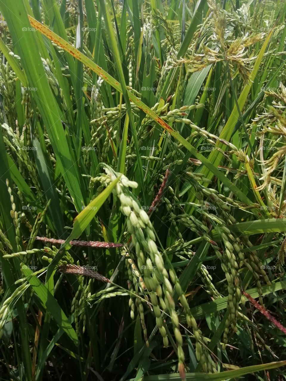 Rice plants # seeds