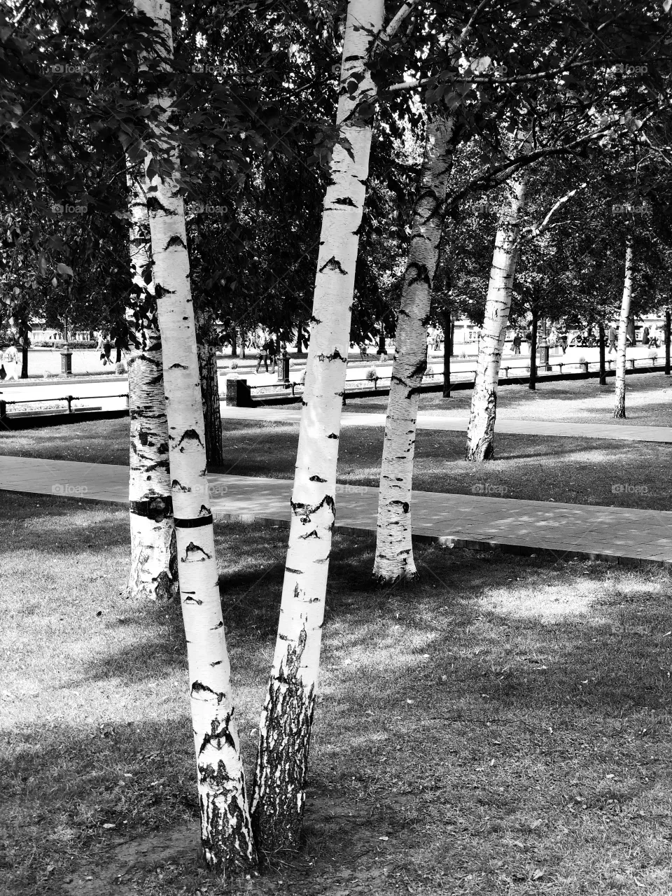 birch