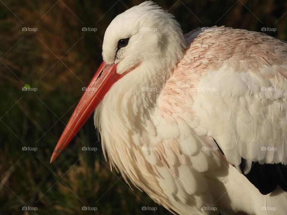 A close up of a bird