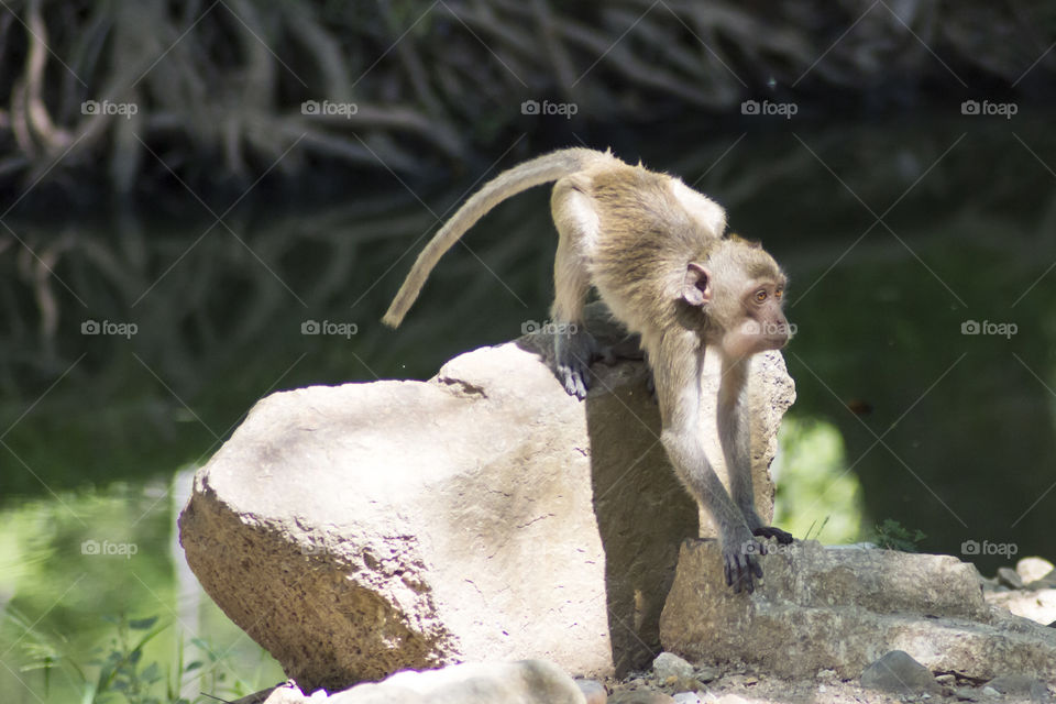 Monkey on rock