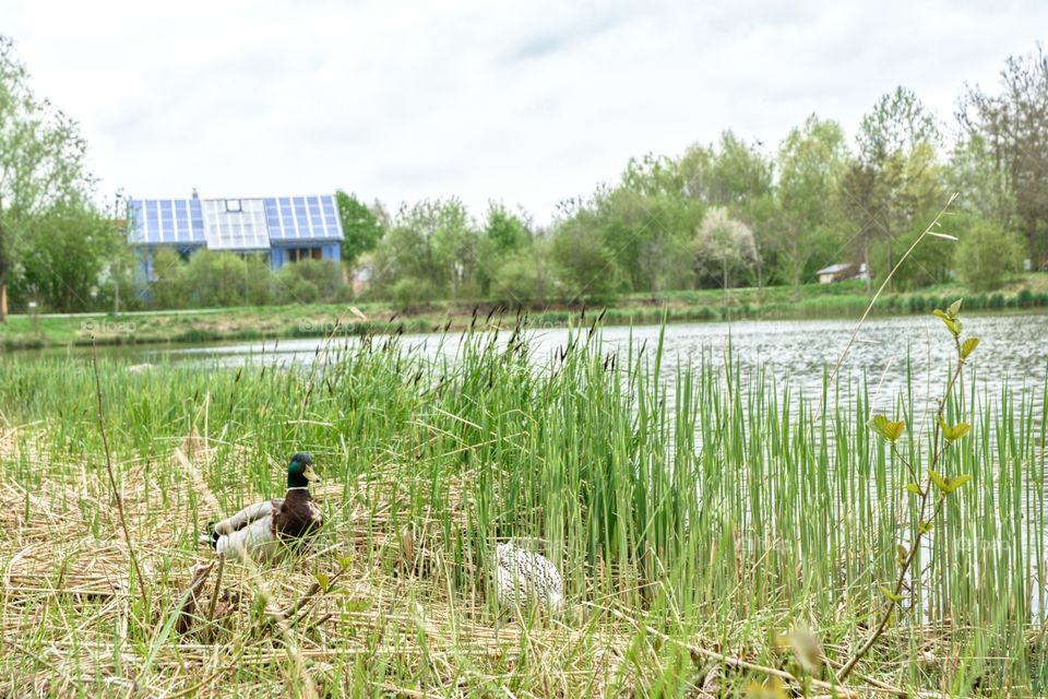 Ducktrep and his wife