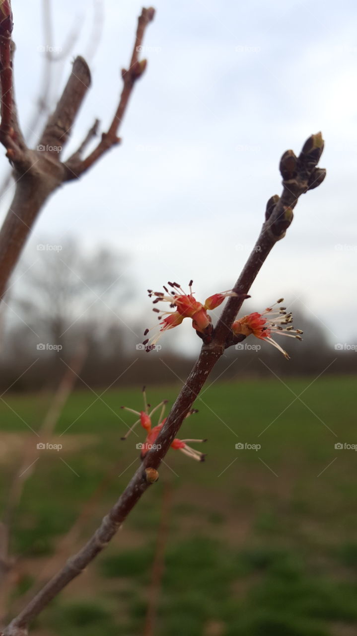 budding tree in spring