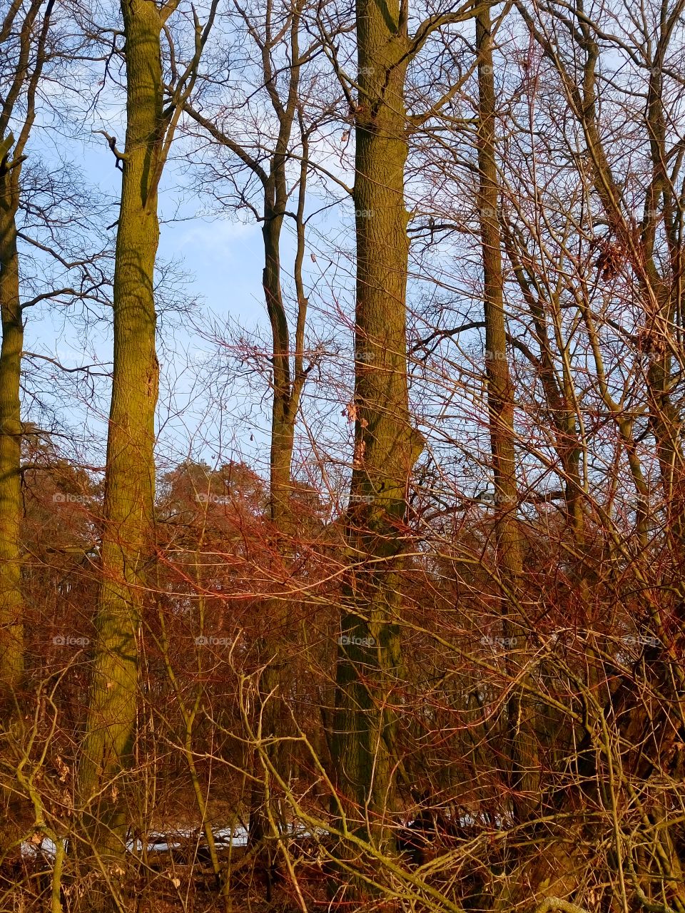 polish nature | winter forest  beautiful light