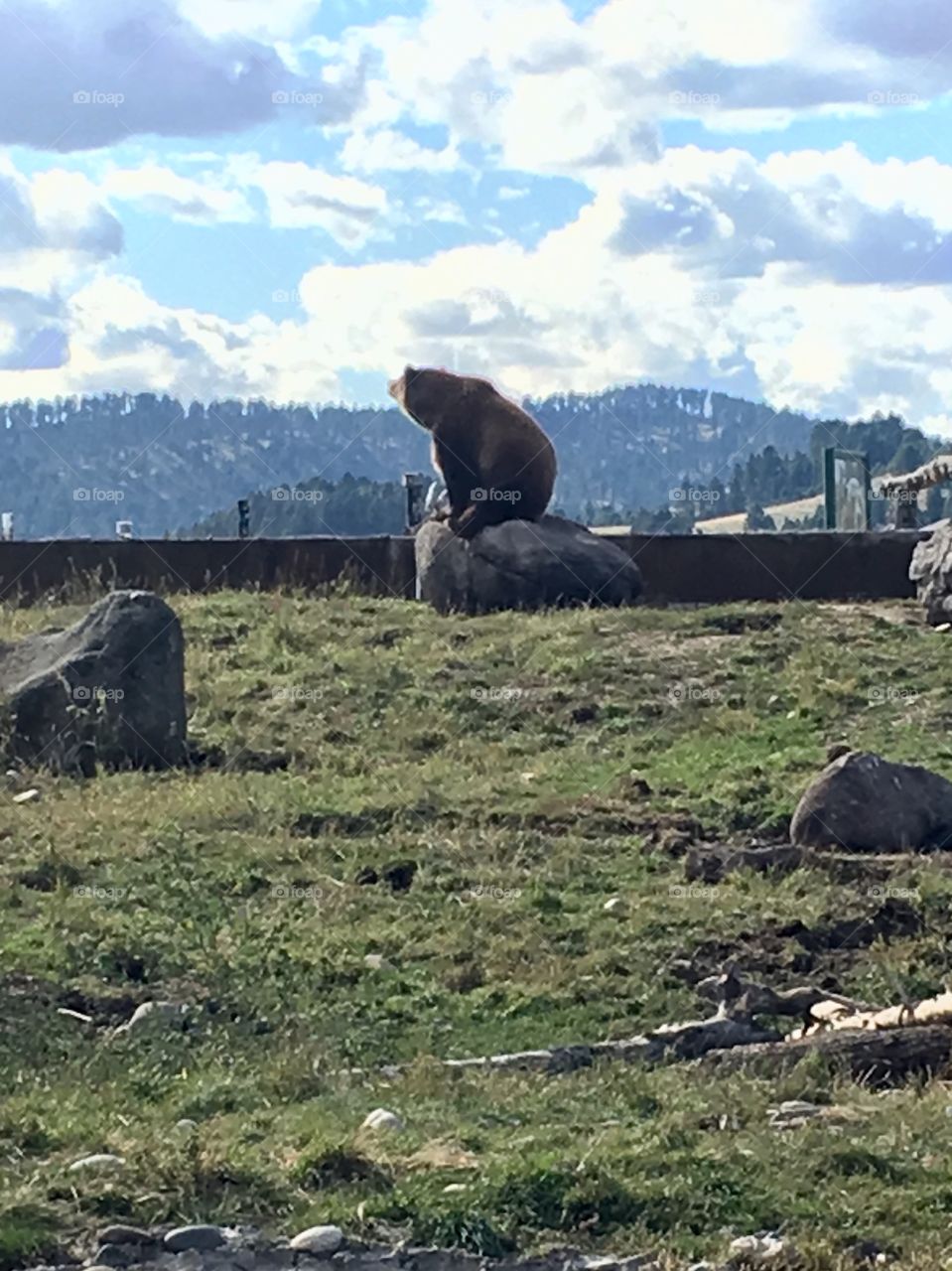 Grizzly Encounter