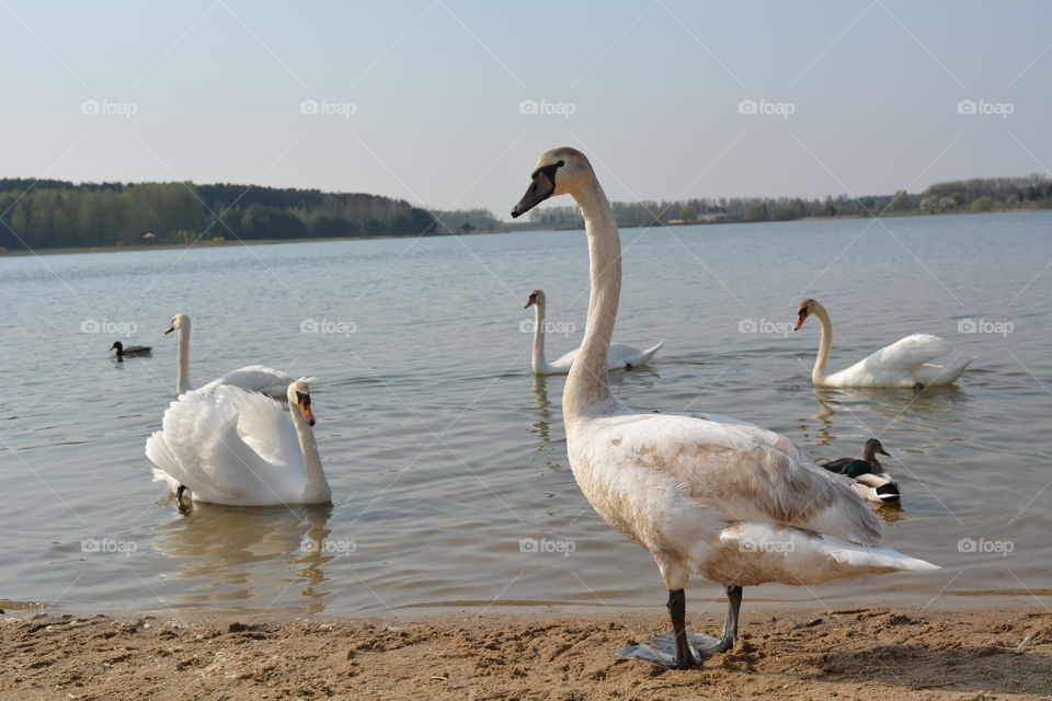 beautiful landscape lake shore and birds swans spring time