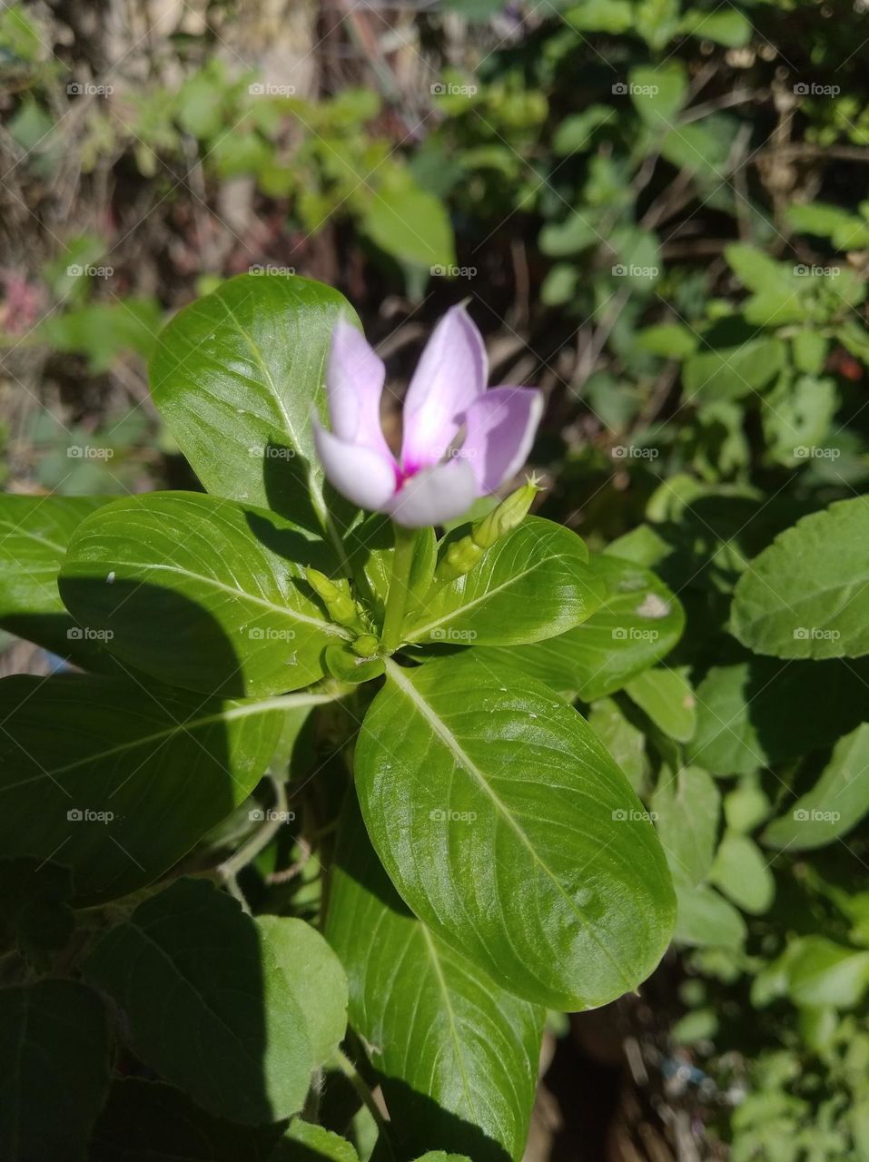 periwinkle pink flower seasonal fresh shurb small size looks very beautiful generally found everywhere