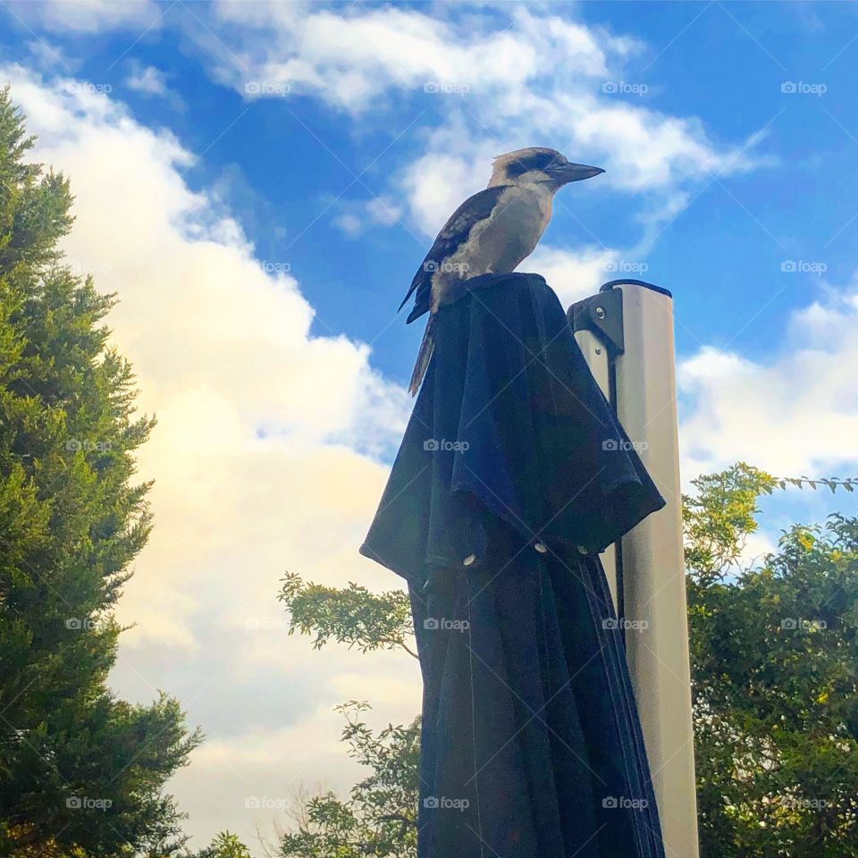 Kookaburra on an umbrella 