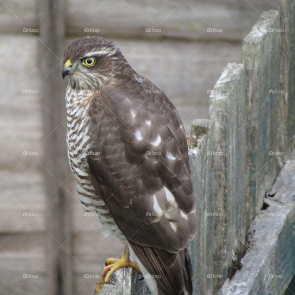 Sparrowhawk 