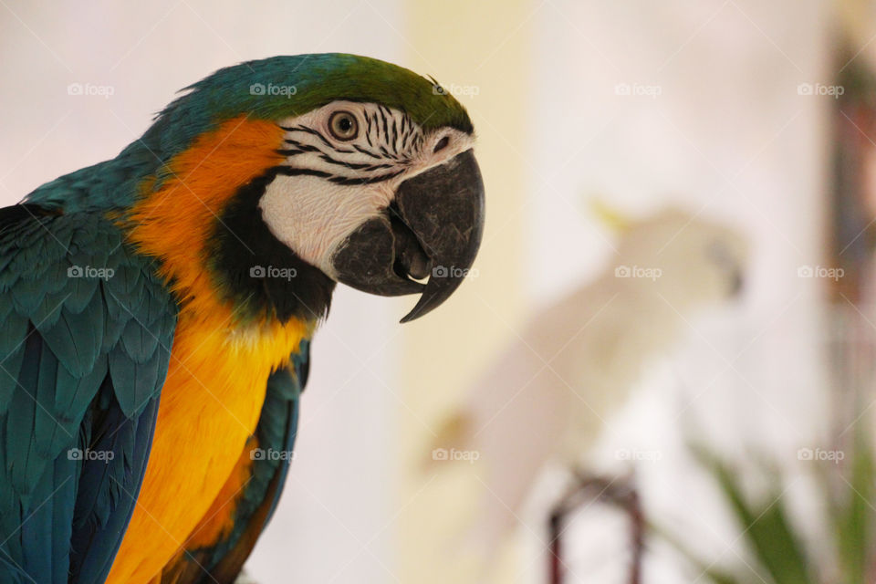 Colorful parrot