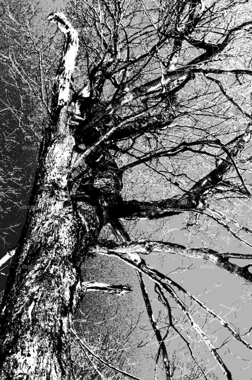 Tree in black and white