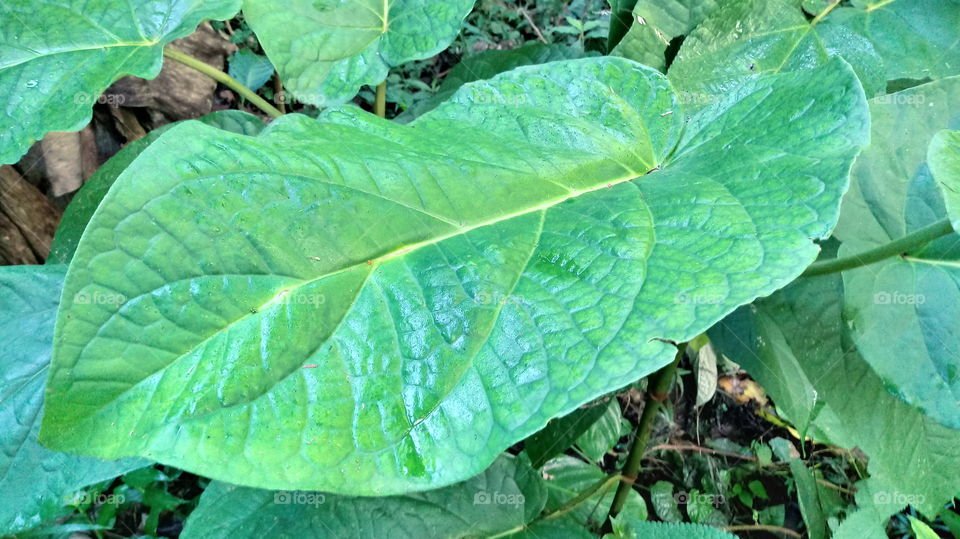 NATURAL NATURE FLORA