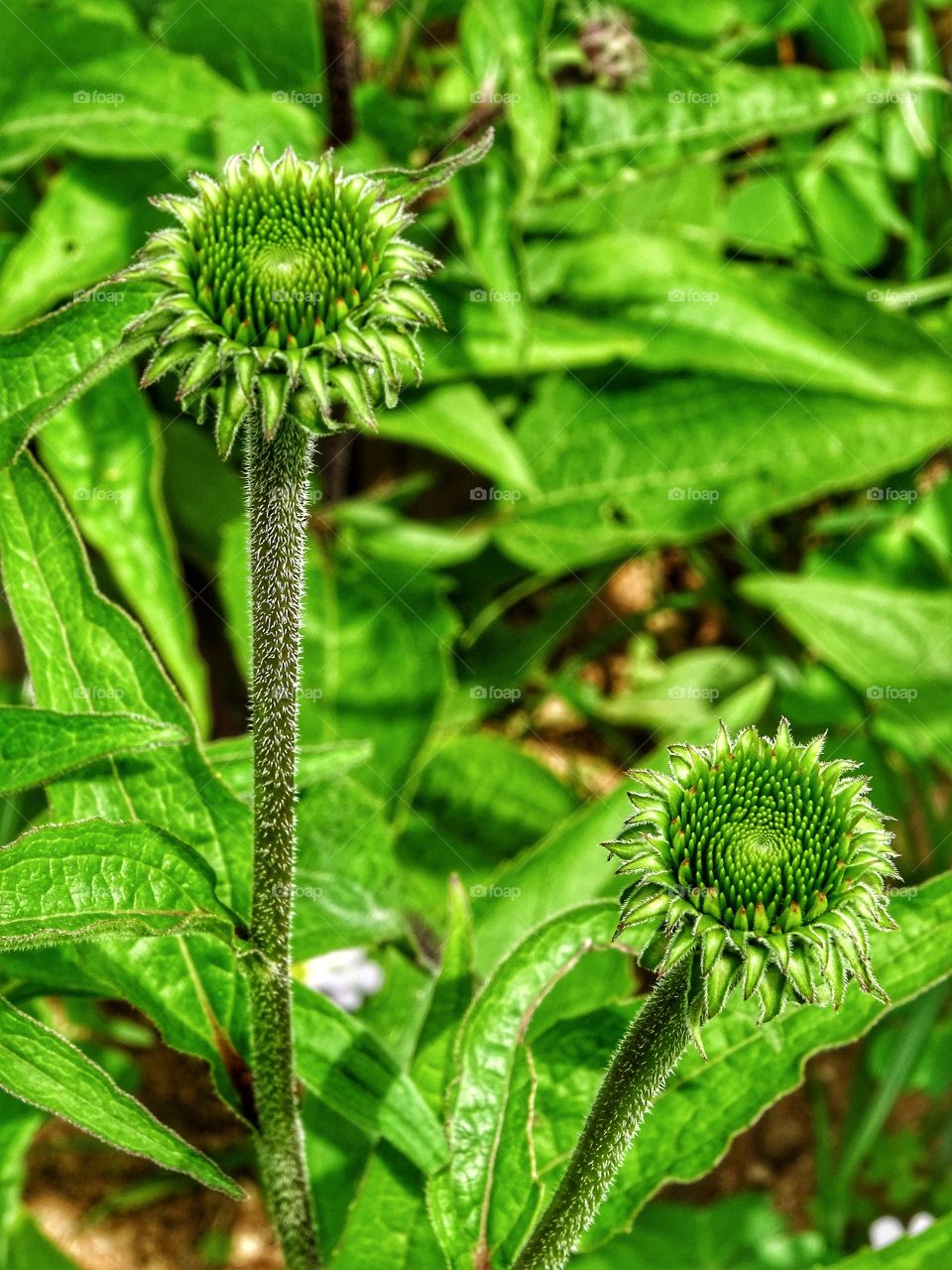 The beauty of the nature