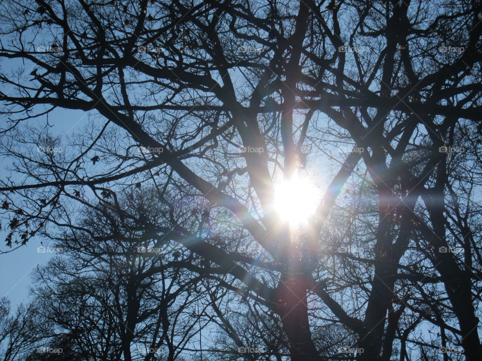 Sunlight Through Branches