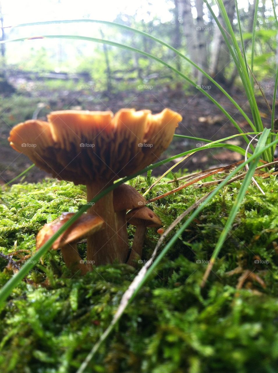 Mushrooms growing in Mother Nature