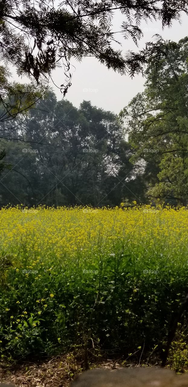 Mustard Fields