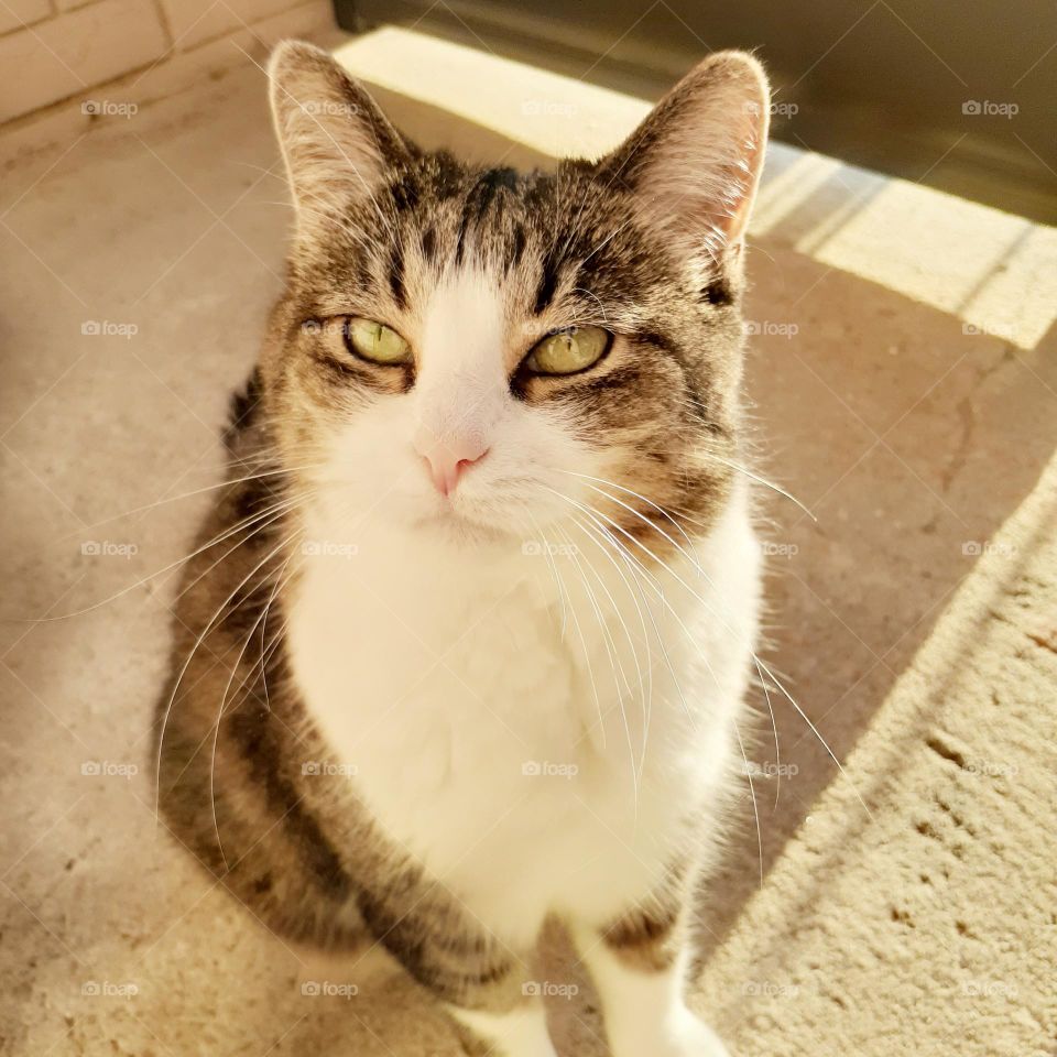 I call this photo unimpressed kitty. My kitty is seriously disapproving of what she is looking at.