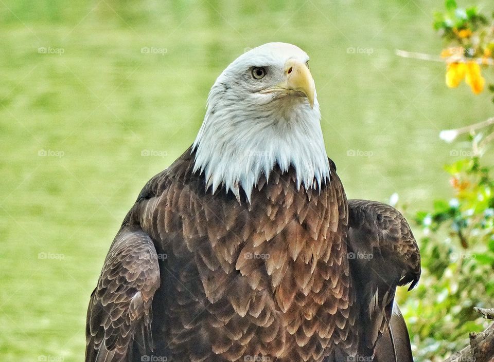 Bald Eagle. Noble American Bald Eagle
