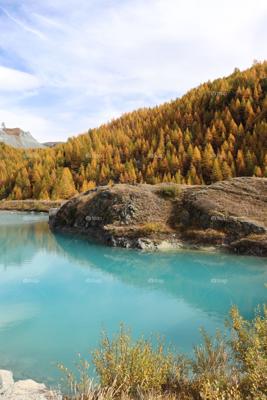 Turquoise mountain lake with yellow and orange larch trees in autumn or fall.