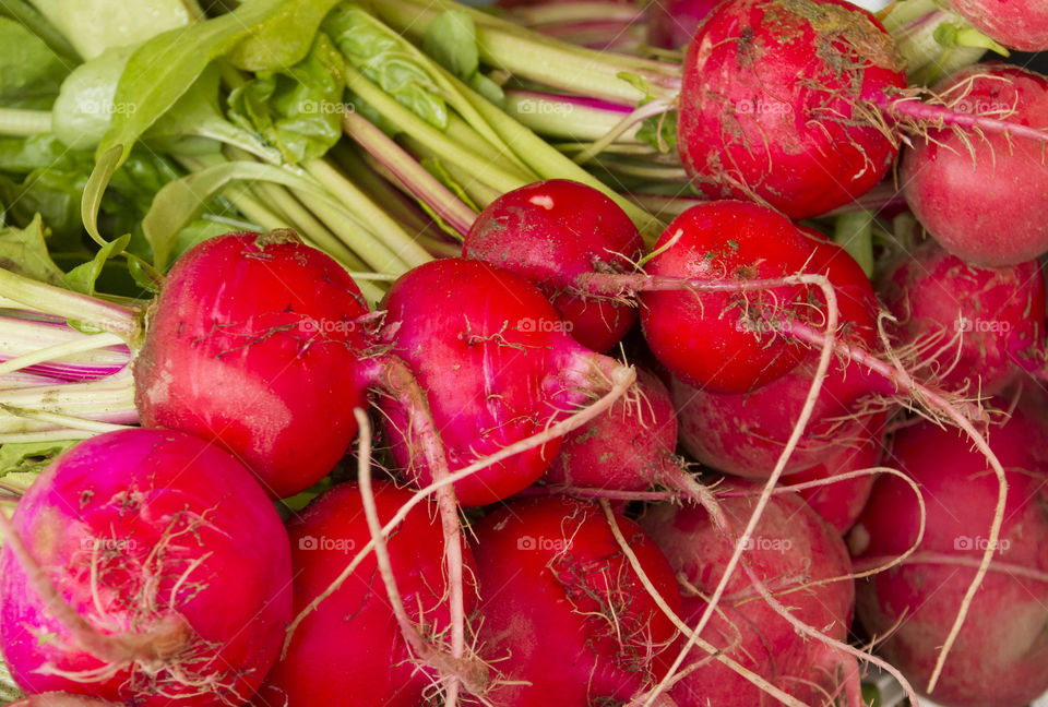 Fresh red radishes