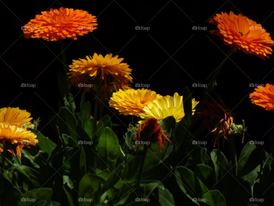 Flowers in Garden