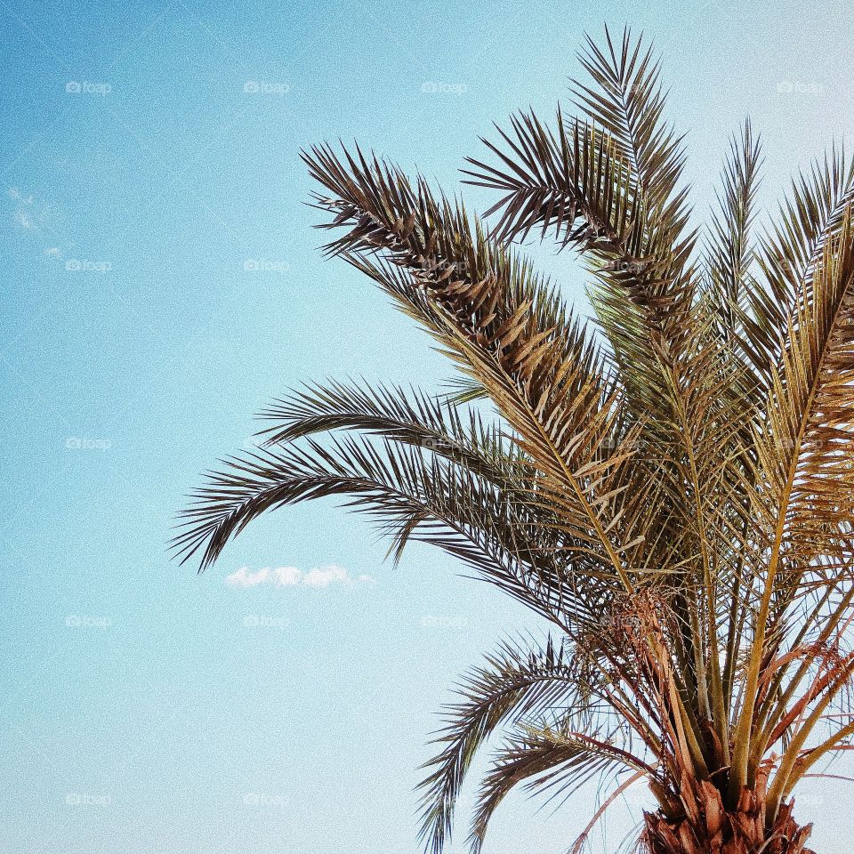 palm tree against the sky