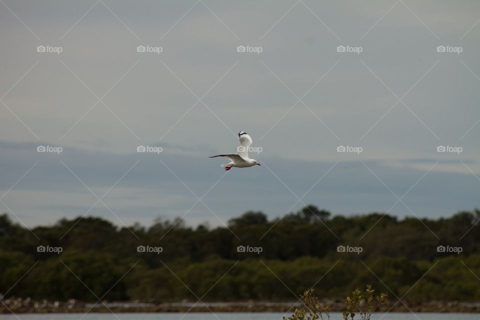 Flying Seagull