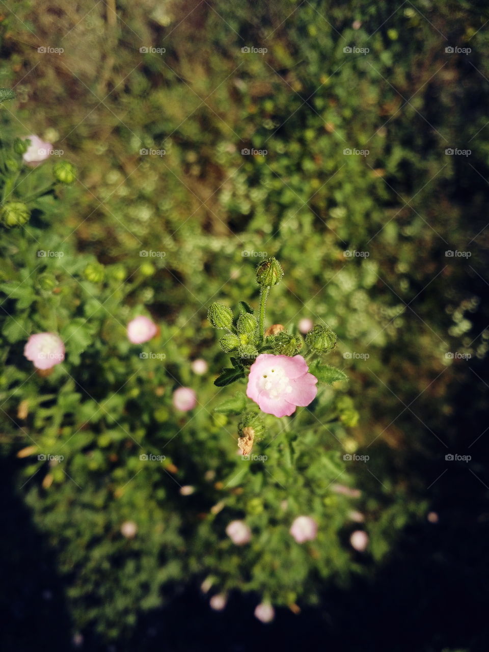 the most beautiful flower