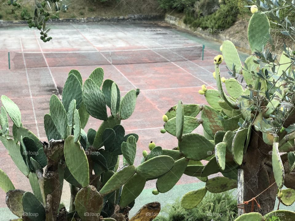 Abandoned tennis court