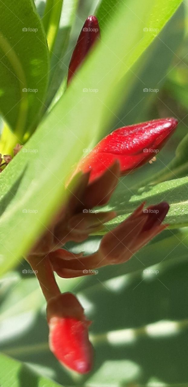 Oleander buds in fuchsia