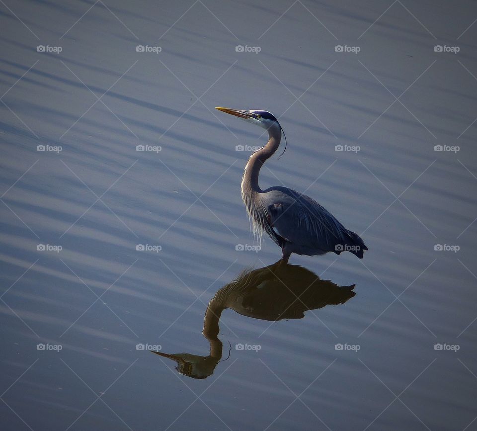 Diagonal reflection of a heron