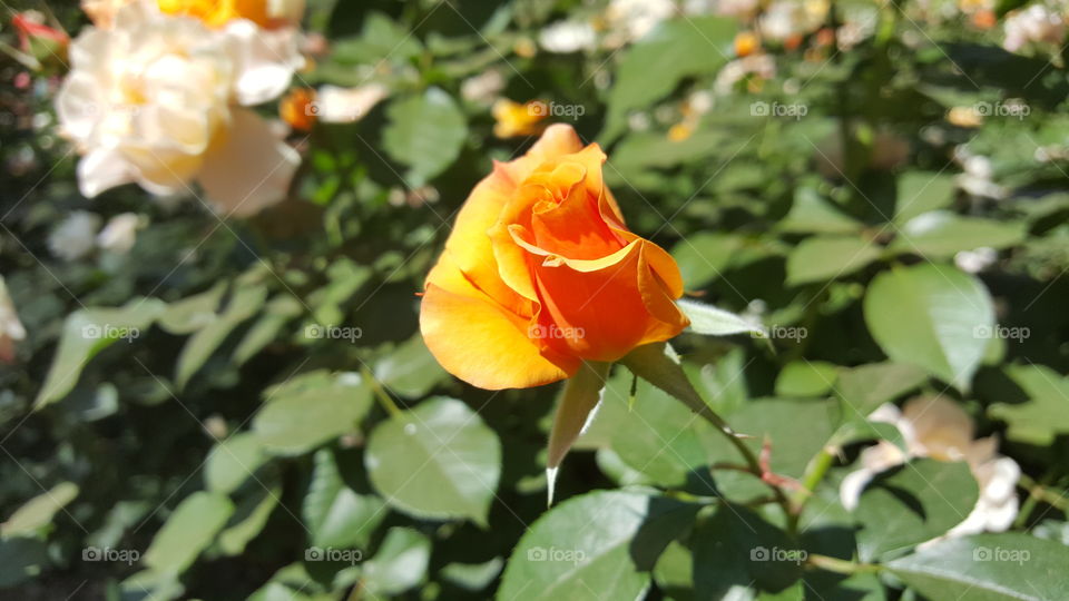 yellow and red rose button