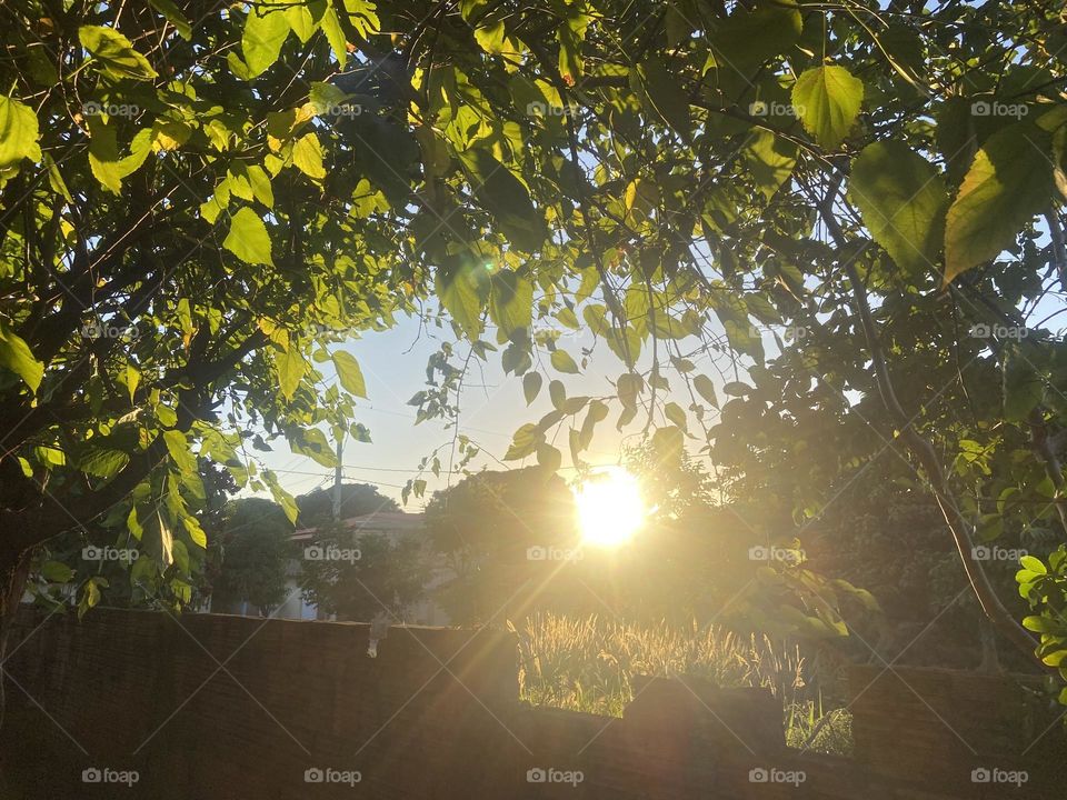 sun rays enter the foliage