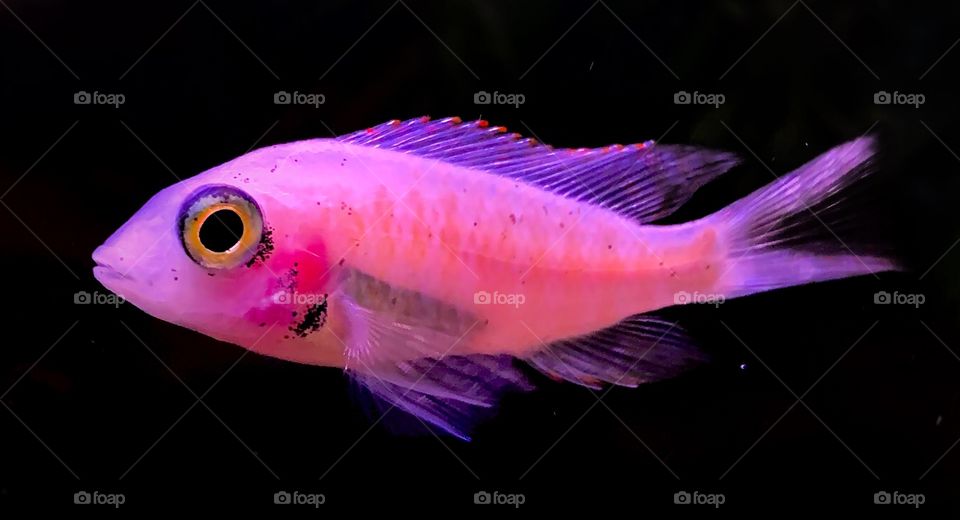 Bright pink cichlid—taken in Hammond, Indiana 