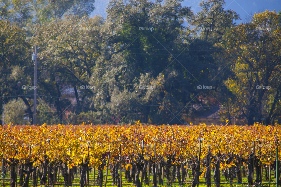 THE WINERY VINYARD AT NAPPA VALLEY CALIFORNIA USA