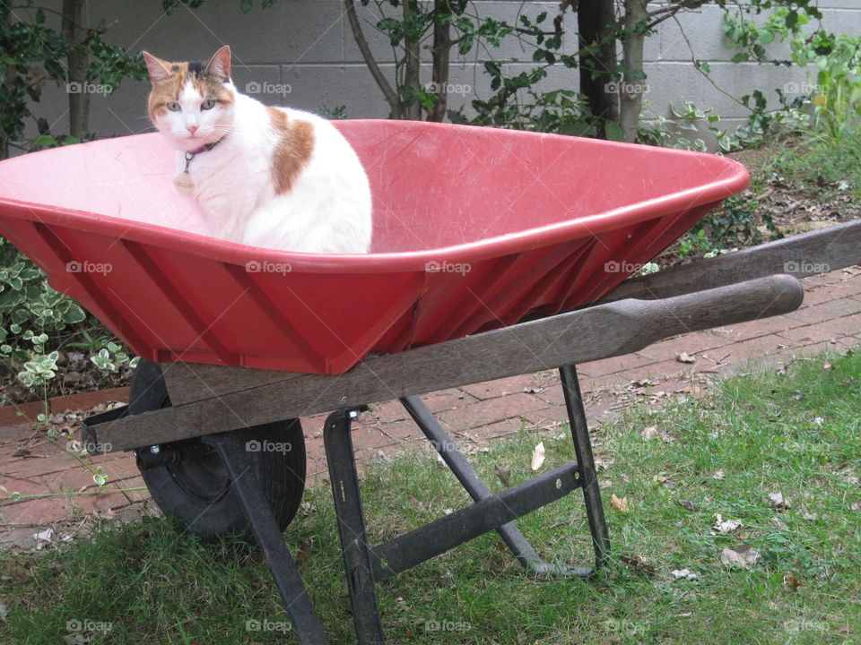 Calico cat in wheelbarrow